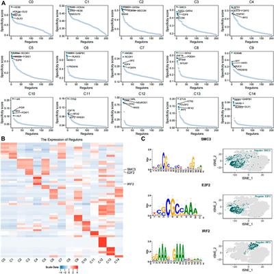 Single-Cell Transcriptome Integration Analysis Reveals the Correlation Between Mesenchymal Stromal Cells and Fibroblasts